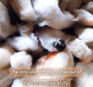 eri silk production
